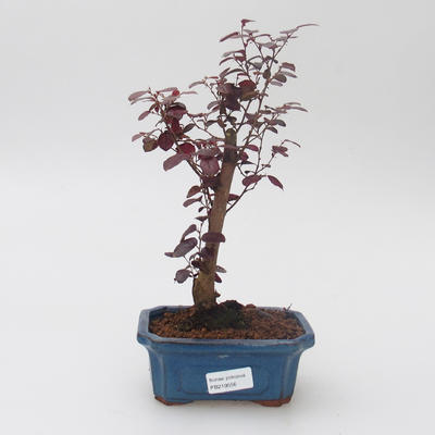 Izbová bonsai - Loropelatum chinensis - 1