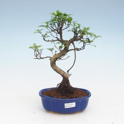 Izbová bonsai - Ficus retusa - malolistá fikus PB2191955 - 1