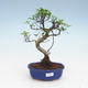 Izbová bonsai - Ficus retusa - malolistá fikus PB2191955 - 1/2