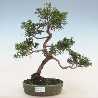 Vonkajšie bonsai - Juniperus chinensis -Jalovec čínsky - 1