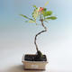 Vonkajšia bonsai-Quercus robur-Dub letný - 1/2