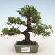 Vonkajšie bonsai - Juniperus chinensis Itoigawa-Jalovec čínsky - 1/5