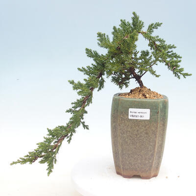 Vonkajšie bonsai - Juniperus prokumbens NANA -Jalovec - 1