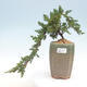 Vonkajšie bonsai - Juniperus prokumbens NANA -Jalovec - 1/2