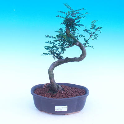 Izbová bonsai - Zantoxylum piperitum - Piepor - 1