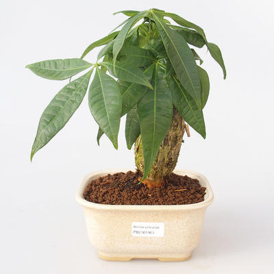 Izbová bonsai - Pachira vodné