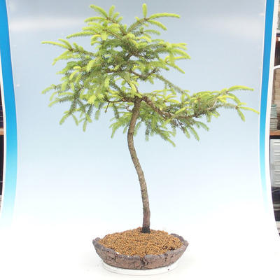 Vonkajšie bonsai - Picea orientalis - smrek