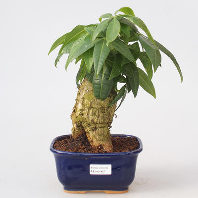 Izbová bonsai - Pachira vodné