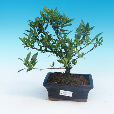 Izbová bonsai - Gardenia jasminoides-Gardenie