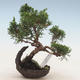 Vonkajšie bonsai - Juniperus chinensis -Jalovec čínsky - 1/2
