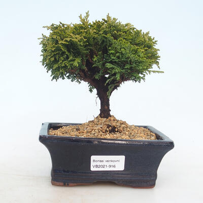 Vonkajšie bonsai - Cypruštek hrachonosný - Chamacyparys pisifera Tsukumo - 1