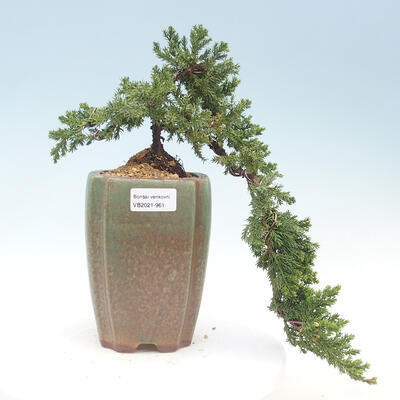 Vonkajšie bonsai - Juniperus prokumbens NANA -Jalovec - 1