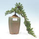Vonkajšie bonsai - Juniperus prokumbens NANA -Jalovec - 1/2
