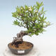 Vonkajšia bonsai-Pyracanta Teton -Hlohyně - 1/5