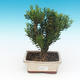 Izbová bonsai - Buxus harlandii - 1/4