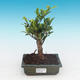 Izbová bonsai - Ficus retusa - malolistá fikus - 1/2