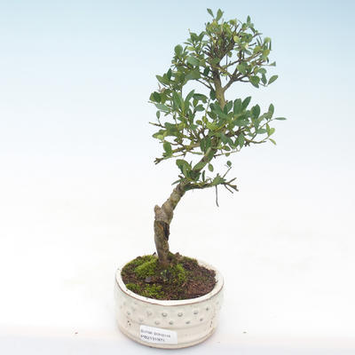 Pokojová bonsai - Ilex crenata - Cesmína PB2191975