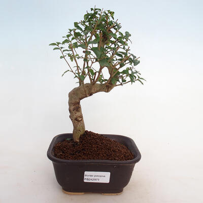 Izbová bonsai -Ligustrum chinensis - Vtáčí zob - 1