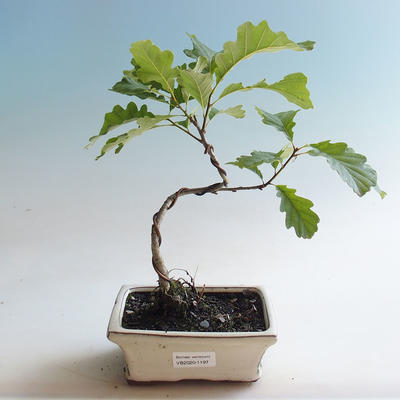 Vonkajšia bonsai-Quercus robur-Dub letný - 1