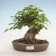 Vonkajší bonsai -Carpinus CARPINOIDES - Hrab kórejský - 1/3