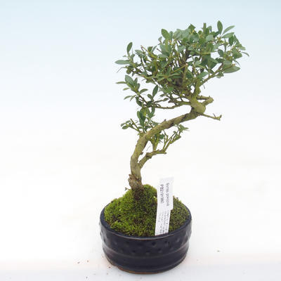 Pokojová bonsai - Ilex crenata - Cesmína PB2191979