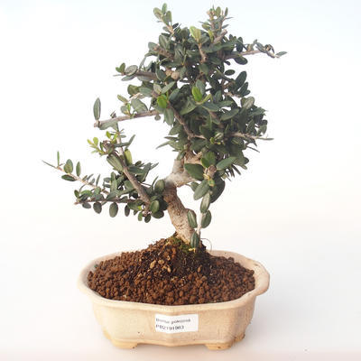 Pokojová bonsai - Olea europaea sylvestris -Oliva evropská drobnolistá PB2191983 - 1