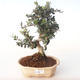 Pokojová bonsai - Olea europaea sylvestris -Oliva evropská drobnolistá PB2191983 - 1/5