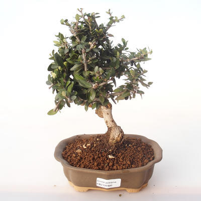 Pokojová bonsai - Olea europaea sylvestris -Oliva evropská drobnolistá PB2191986 - 1