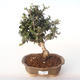 Pokojová bonsai - Olea europaea sylvestris -Oliva evropská drobnolistá PB2191986 - 1/5