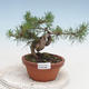 Vonkajšie bonsai - Pinus Sylvestris - Borovica lesná - 1/2