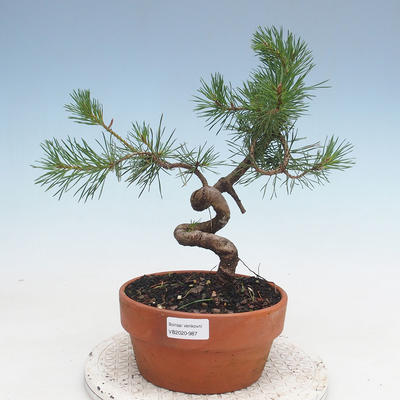 Vonkajšie bonsai - Pinus Sylvestris - Borovica lesná - 1
