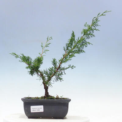 Vonkajšie bonsai - Juniperus chinensis Itoigawa-Jalovec čínsky - 1
