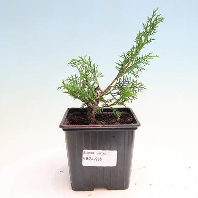Vonkajší bonsai - Juniperus chinensis Itoigawa -Jalovec čínsky