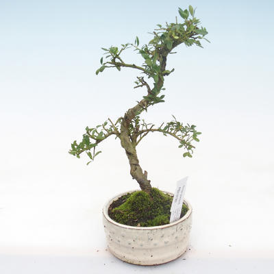 Pokojová bonsai - Ilex crenata - Cesmína PB2191981