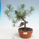 Vonkajšie bonsai - Pinus Sylvestris - Borovica lesná - 1/3