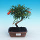 Izbová bonsai-Punic granatum nana-Granátové jablko - 1/4