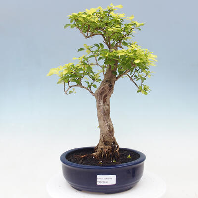Izbová bonsai - Duranta erecta Aurea - 1