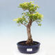Izbová bonsai - Duranta erecta Aurea - 1/5