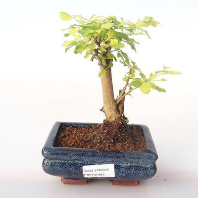 Pokojová bonsai - Duranta erecta Aurea PB2191993 - 1