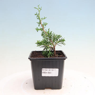 Vonkajší bonsai - Juniperus chinensis Itoigawa -Jalovec čínsky