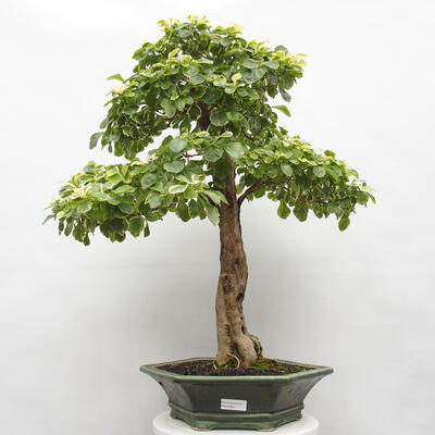 Izbová bonsai - Durant erecta aurea - 1