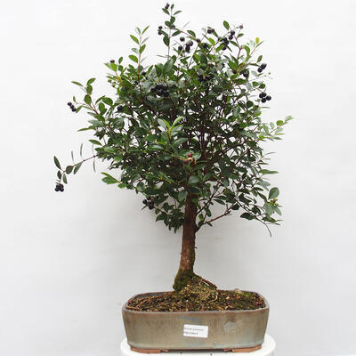 Izbová bonsai  - Syzygium - Pimentovník - 1