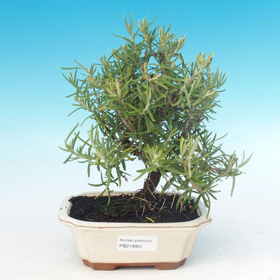 Izbová bonsai - Rozmarín lekársky-Rosmarinus officinalis - 1