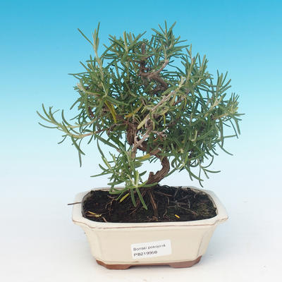 Izbová bonsai - Rozmarín lekársky-Rosmarinus officinalis - 1