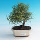 Izbová bonsai - Rozmarín lekársky-Rosmarinus officinalis - 1/3