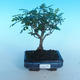 Izbová bonsai - Zantoxylum piperitum - piepor - 1/4