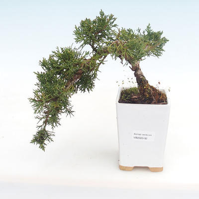 Vonkajšie bonsai - Juniperus chinensis -Jalovec čínsky VB2020-92