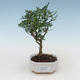 Pokojová bonsai - Zantoxylum piperitum - pepřovník PB2191519 - 1/4