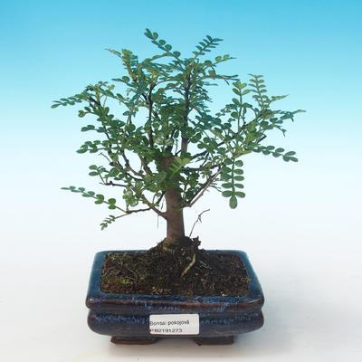 Pokojová bonsai - Zantoxylum piperitum - Pepřovník PB2191273 - 1