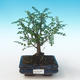 Pokojová bonsai - Zantoxylum piperitum - Pepřovník PB2191273 - 1/4